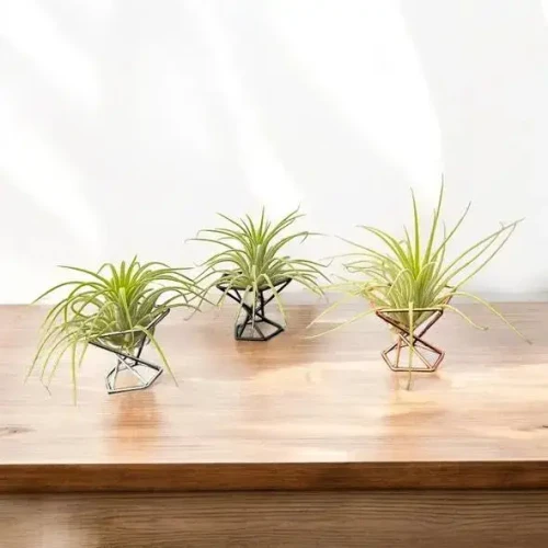Mini Air Plant Stand