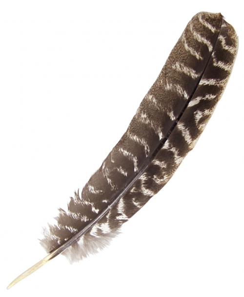 Turkey Feather