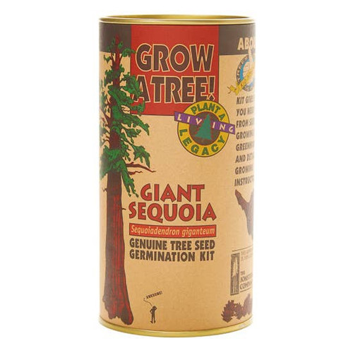 Seed Grow Kit - Giant Sequoia Seed Grow Kit - Giant Sequoia