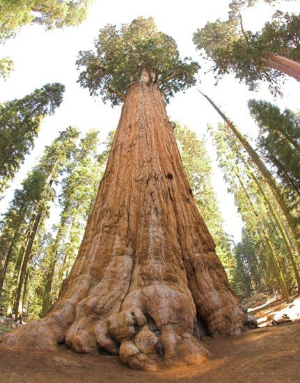 Seed Grow Kit Giant Sequoia Inspired Living