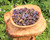$1 Gemstone - Peacock Ore $1 Gemstone - Peacock Ore