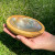 Bowl - Shell Wood Bowl - Shell Wood