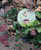 Sticker - Fairyland Delight