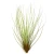 Air Plant - Tillandsia Juncifolia