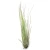 Air Plant - Tillandsia Juncifolia