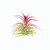 Air Plant - Tillandsia ionantha