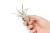Air Plant/Cork Magnet