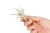 Air Plant/Cork Magnet