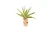 Air Plant/Cork Magnet