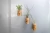 Air Plant/Cork Magnet