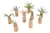 Air Plant/Cork Magnet