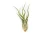 Air Plant - Tillandsia Caput Medusa/Medium