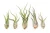 Air Plant - Tillandsia Caput Medusa/Medium