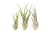Air Plant - Tillandsia Caput Medusa/Medium