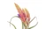 Air Plant - Tillandsia Caput Medusa/Medium