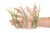 Air Plant - Tillandsia Caput Medusa/Medium
