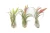 Air Plant - Tillandsia Caput Medusa/Medium