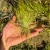 Air Plant - Tillandsia Andreana