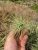 Air Plant - Tillandsia Andreana