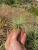 Air Plant - Tillandsia Andreana