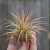 Tillandsia Ionantha Rubra Air Plant