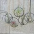 Air Plant w/ Ring