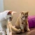 Catnip Bubbles
