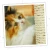 Catnip Spray w/ Silvervine