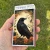 Matches/Candle - Raven