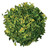 Tea - Citrus Mint Tea - Citrus Mint