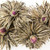 3 Flowering Tea - Weeping Rose 3 Flowering Tea - Weeping Rose