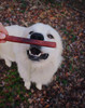 Redbarn ODOR FREE 12" Bully Stick