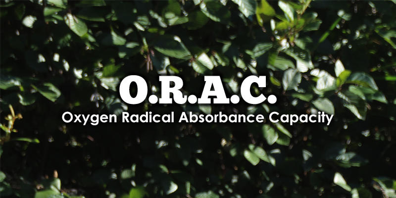 ORAC Values and What Does it Have to do With Acai Berry?