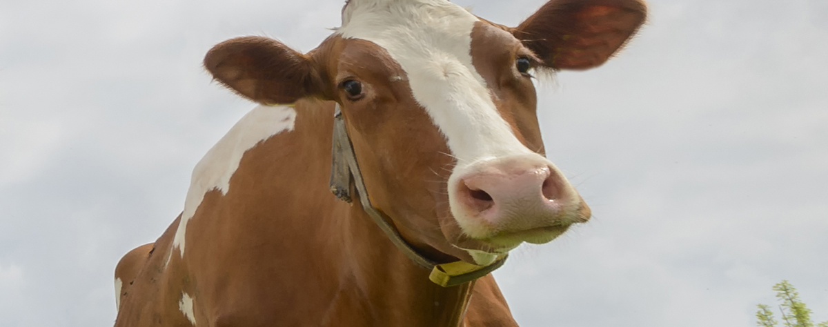 Glyphosate Testing on Perfect Bovine Gelatin