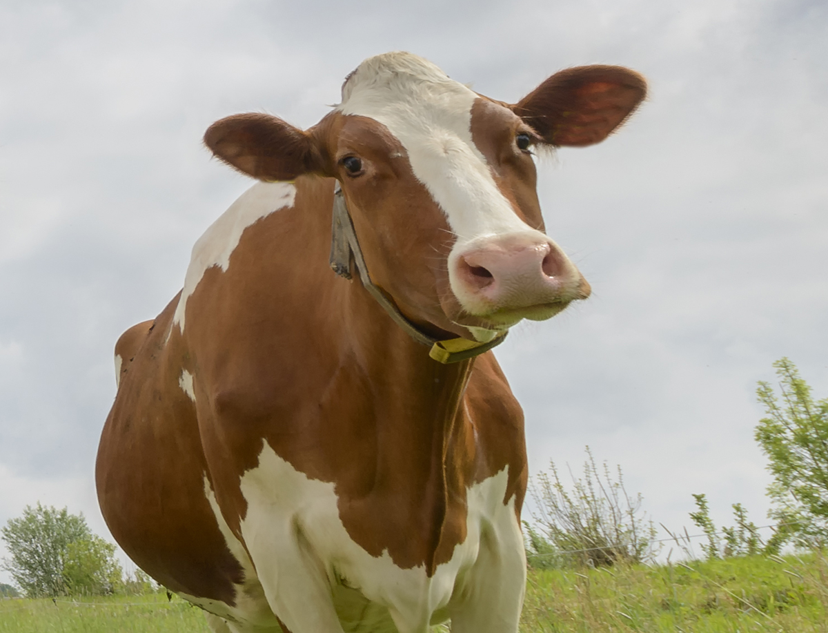 Glyphosate Testing on Perfect Bovine Gelatin