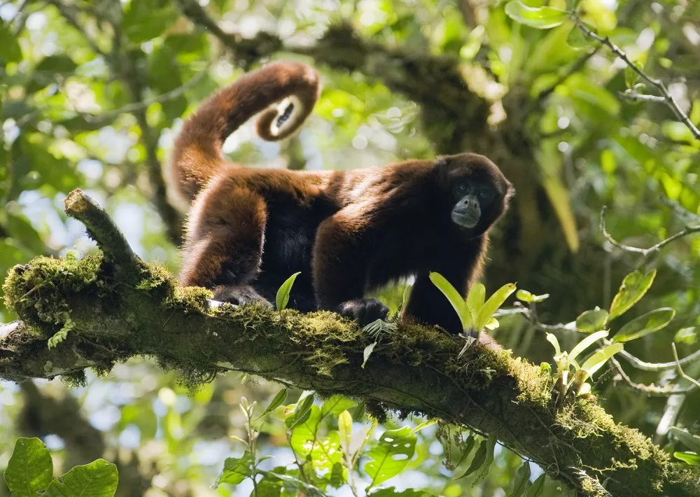 Protecting 6000 Acres of Rainforest in Peru