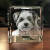 Crystal Print 3D Crystal Pet Cube, clear glass cube featuring a 3D engraved image of a puppy dog.