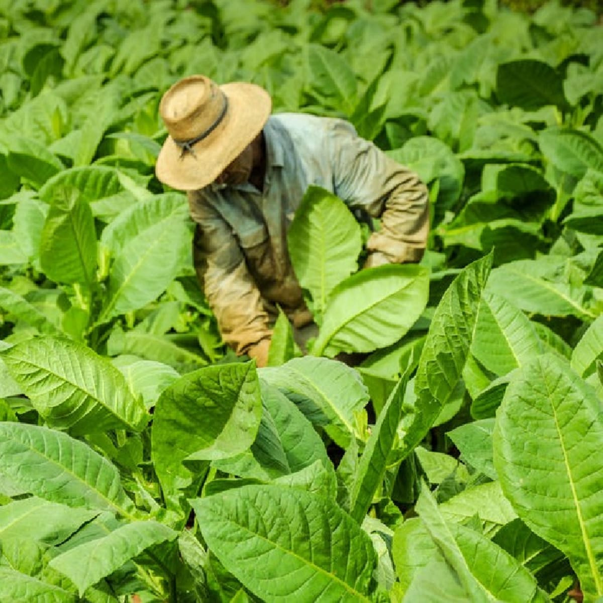 tobacco and oak Tobacco & Oak collection
