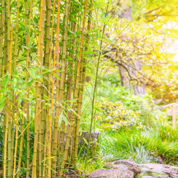 Bamboo Garden Fragrance Oil product image