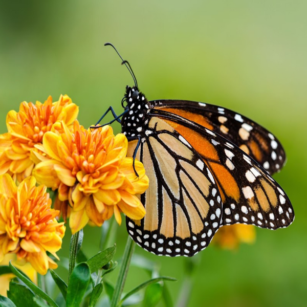 Butterfly Kisses Fragrance Oil product image
