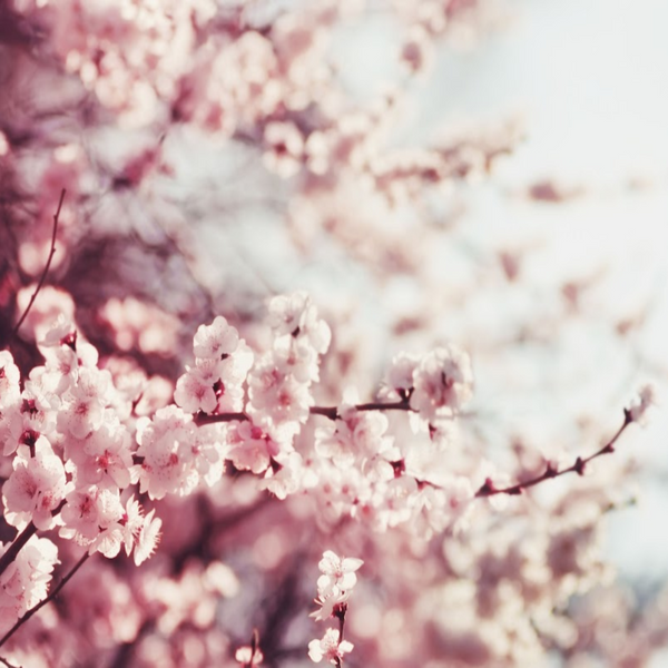 Cherry Blossom Fragrance Oil product image