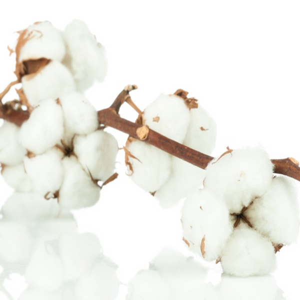Cotton Blossom (BBW type) Fragrance Oil product image