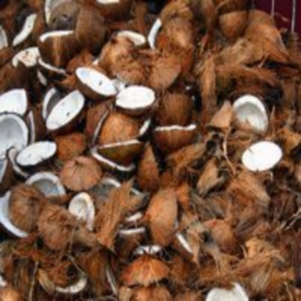 Coconut Fragrance Oil product image