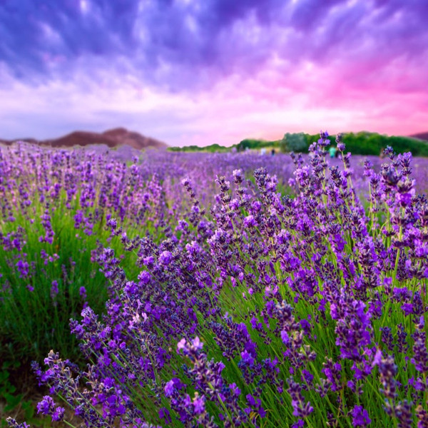 Lavender & Fresh Herbs Fragrance Oil product image