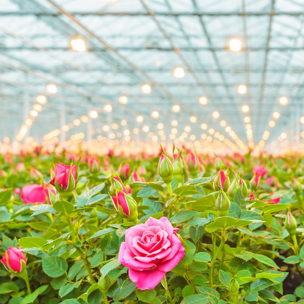 Greenhouse Fragrance Oil product image
