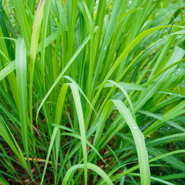 Lemongrass Fragrance Oil product image