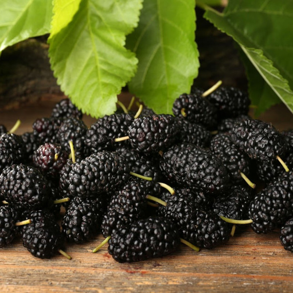 Mulberry Fragrance Oil product image