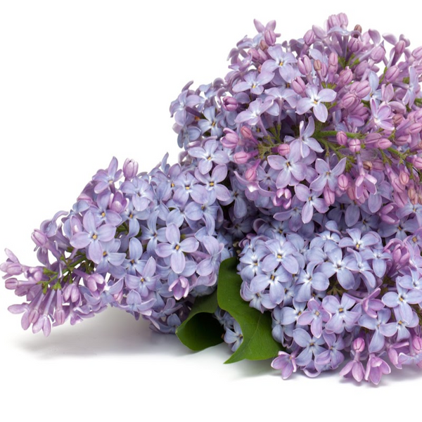 Lilac Fragrance Oil product image