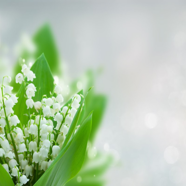 Lily of the Valley Fragrance Oil product image