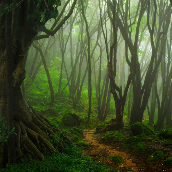 Eternal Forest Fragrance Oil product image
